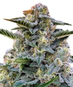Bruce Banner Seeds