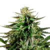 Cherry Pie