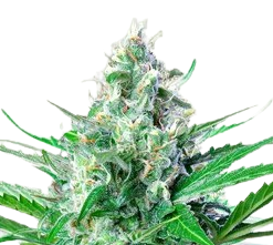 Grape Ape