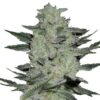 Jack Herer Seeds
