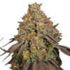 Legendary Og Punch