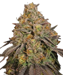 Legendary Og Punch