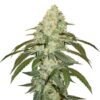 Og Kush Seeds