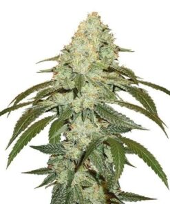 Og Kush Seeds
