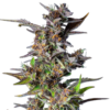 Watermelon Auto