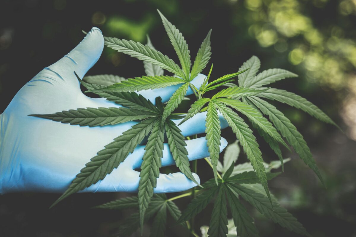 Regular Seeds For Natural Growing