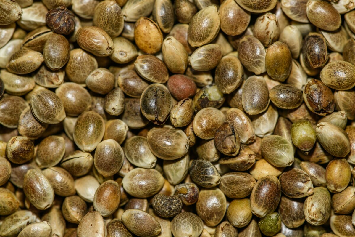 Feminized Seeds For Guaranteed Growth
