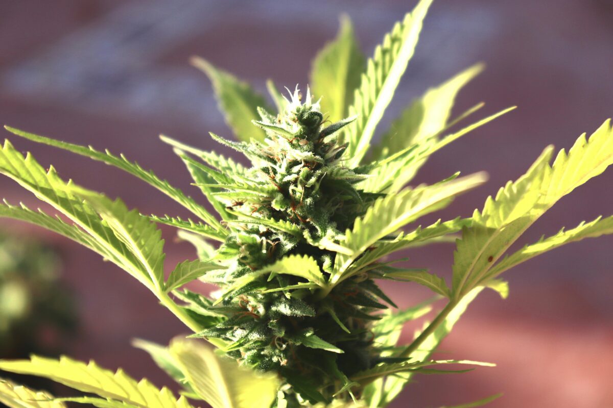 Autoflower Seeds For Quick And Easy Harvests