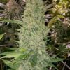 Seeds Supremes