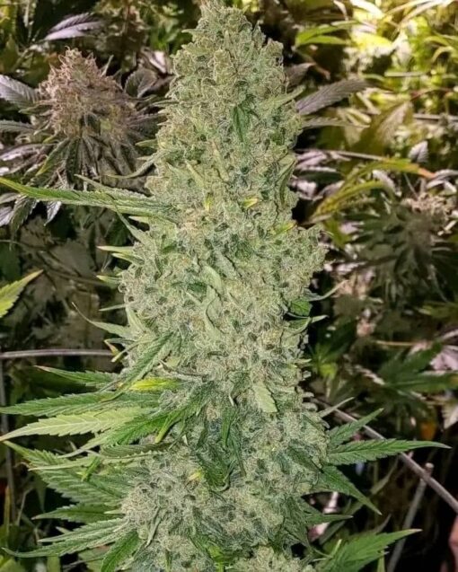 Seeds Supremes