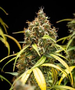 Watermelon Auto