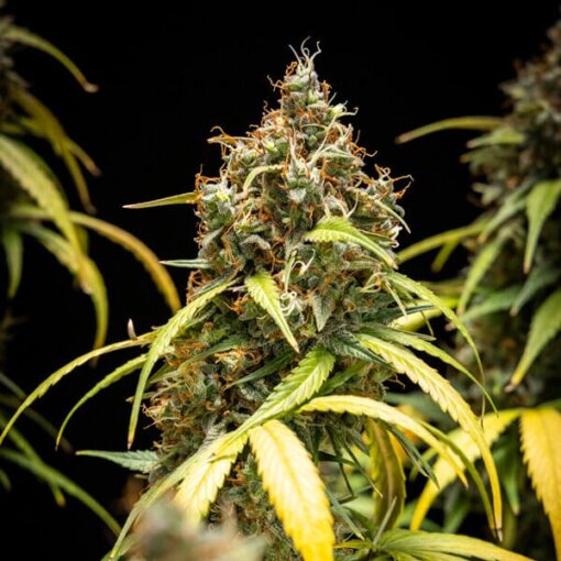 Watermelon Auto