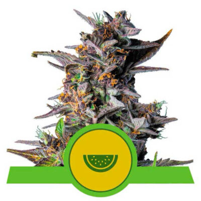 Watermelon Auto 10 Watermelon Auto