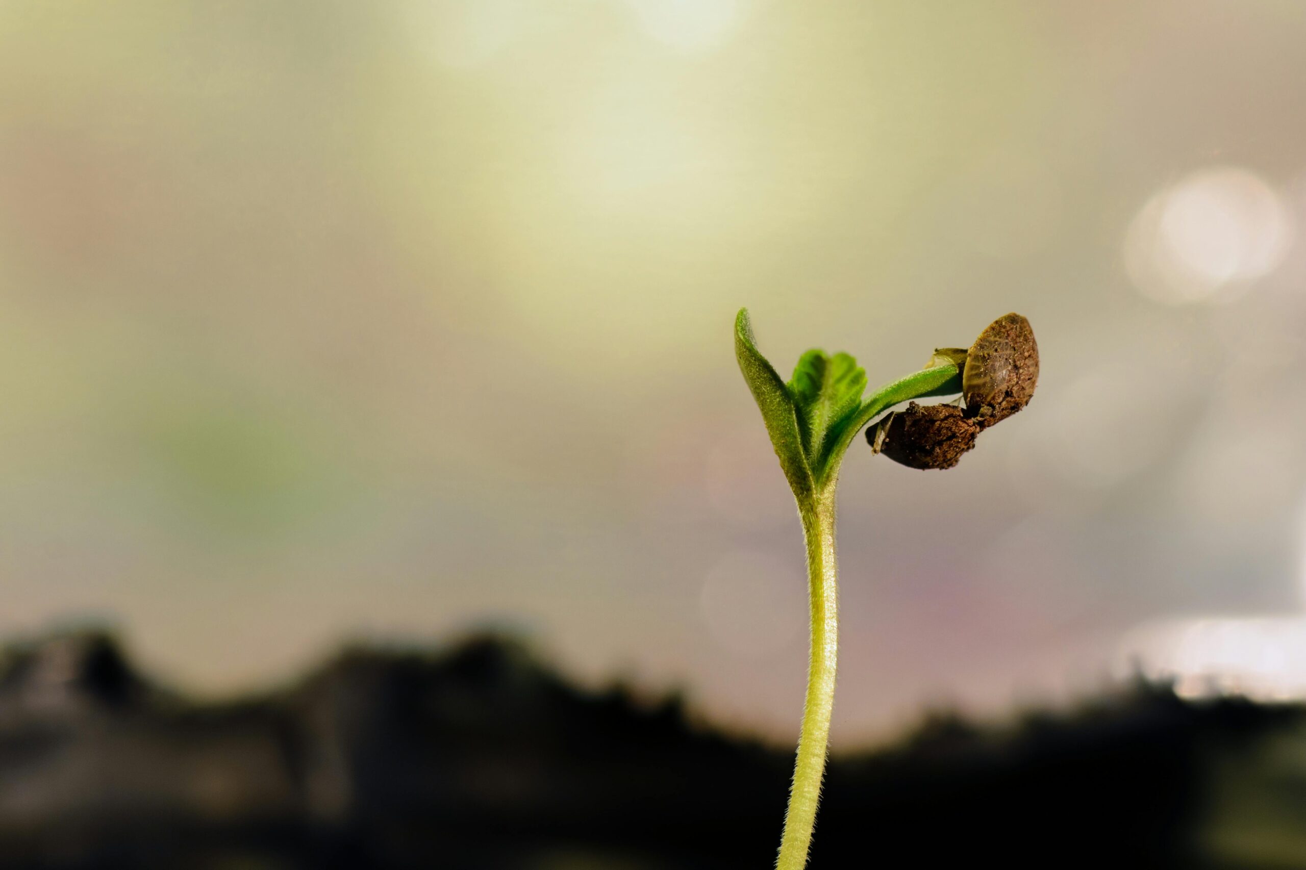 Where To Buy Cannabis Seeds Usa