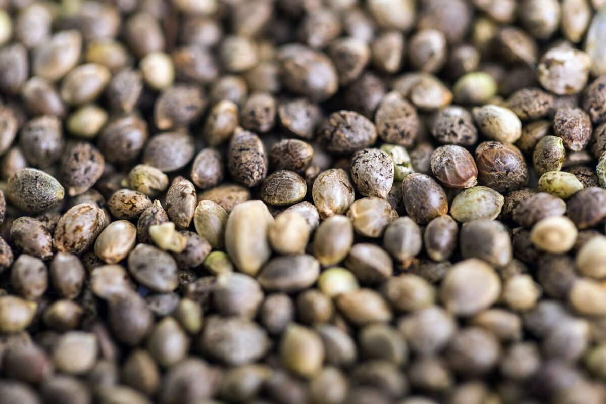Buy Cannabis Seeds