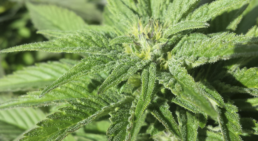 Como Cultivar Semillas Marihuana Feminizadas Exterior 1