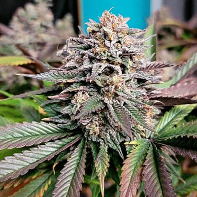 Purple Urkle
