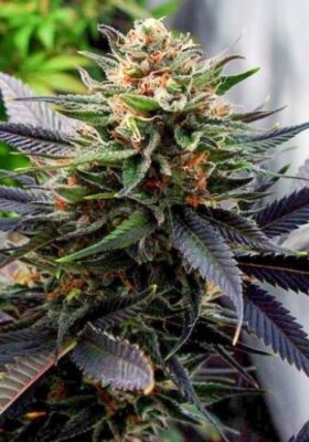 Gelato33 Concrete Jungle Seeds