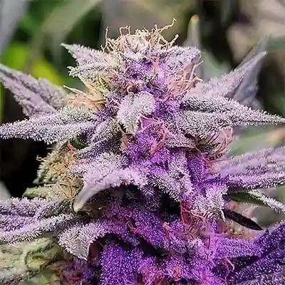 How To Germinate A Cannabis Seed