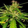 Umami Cannabis Seeds For Sale