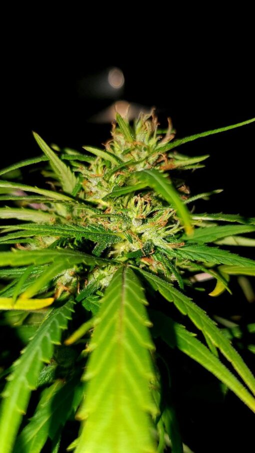 Umami Cannabis Seeds For Sale