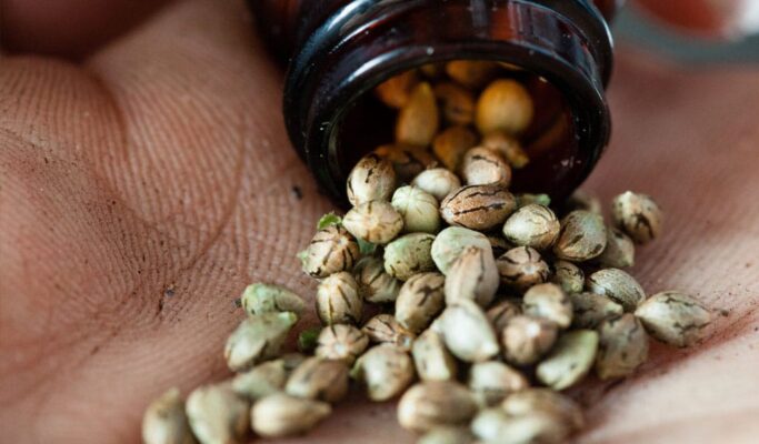Atlas Seed What Are Feminized Cannabis Seeds What Are They Used For