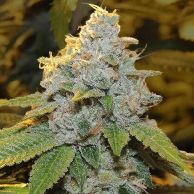 Motor Breath Photo Fem 00D5 1