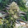 Ziplock cannabis Seeds Archives