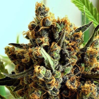 Criminal Feminized Cannabis Seeds