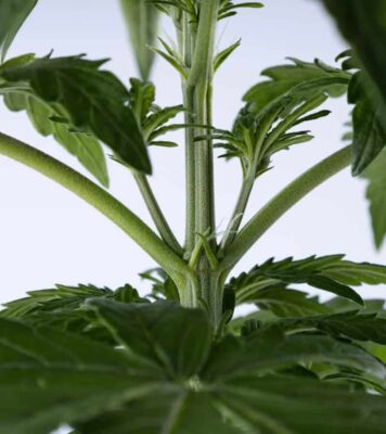 Female Cannabis Flower