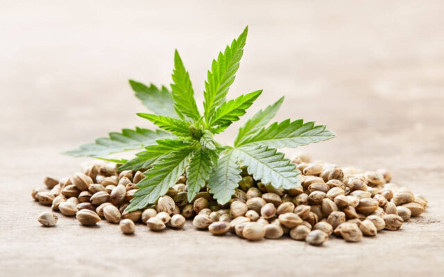 Seed To Success Unveiling The Thriving Cannabis Seeds Market Phenomenon