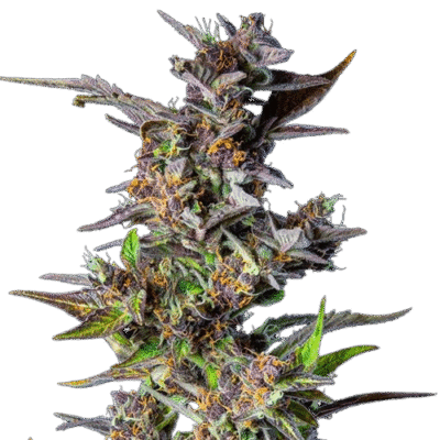 Watermelon Auto